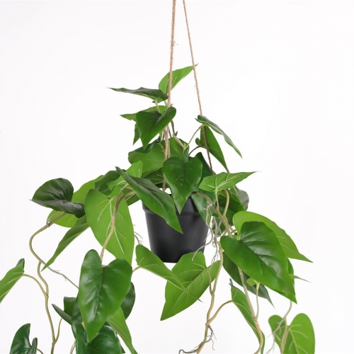 Hang sierplant in pot - immergreen philodendron
